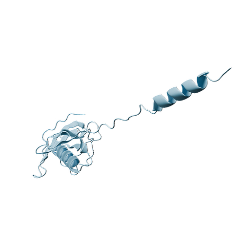 Human CST4 (C-6His, HEK293)